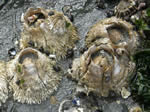 Thatched Barnacles